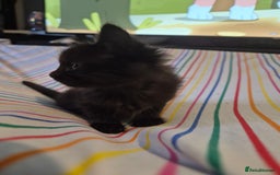 Mixed Breed cats for sale: Gorgeous kittens long and short haired - Image 6