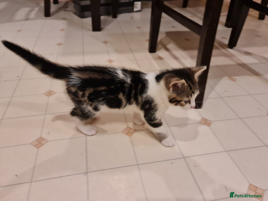 Mixed Breed cats for sale: ***Five Kittens For Sale*** - Advert 8