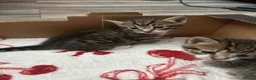 Mixed Breed cats for sale: 3 Adorable Kittens - Advert 17