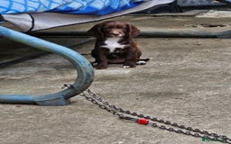 Sprocker dogs for sale: 2 black males !!! 😍 Beautifully marked sprocker! - Image 22