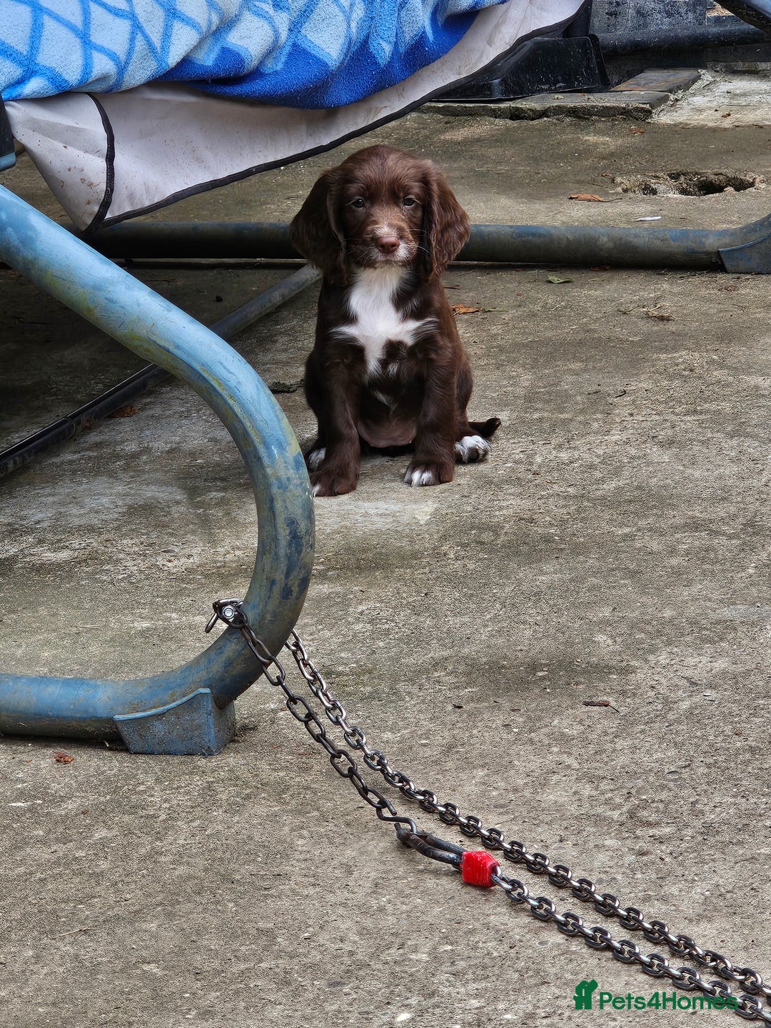 Sprocker dogs for sale: 2 black males !!! 😍 Beautifully marked sprocker! - Image 22
