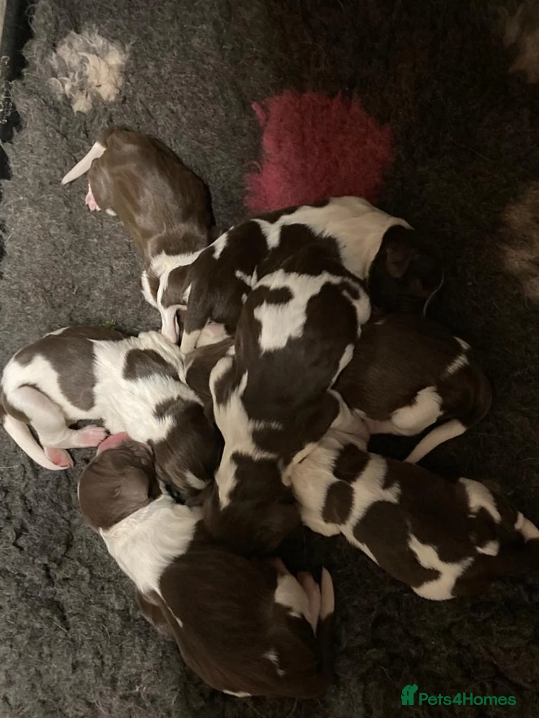 English Springer Spaniel dogs for stud: Working English Springer Spaniel Stud Health Test in Chelmsford - Advert 28