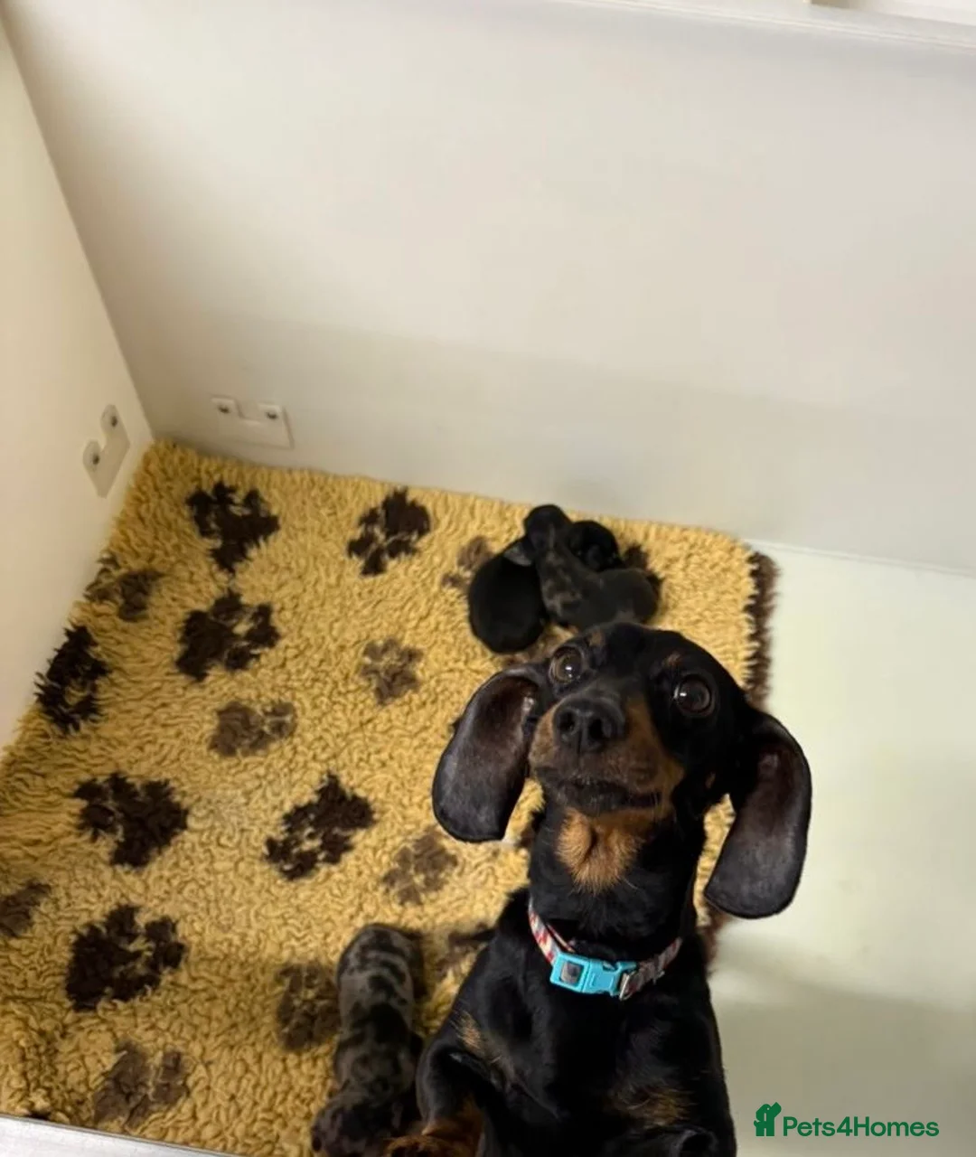 Miniature Dachshund dogs for sale: Miniature dachshund puppies - Advert 16