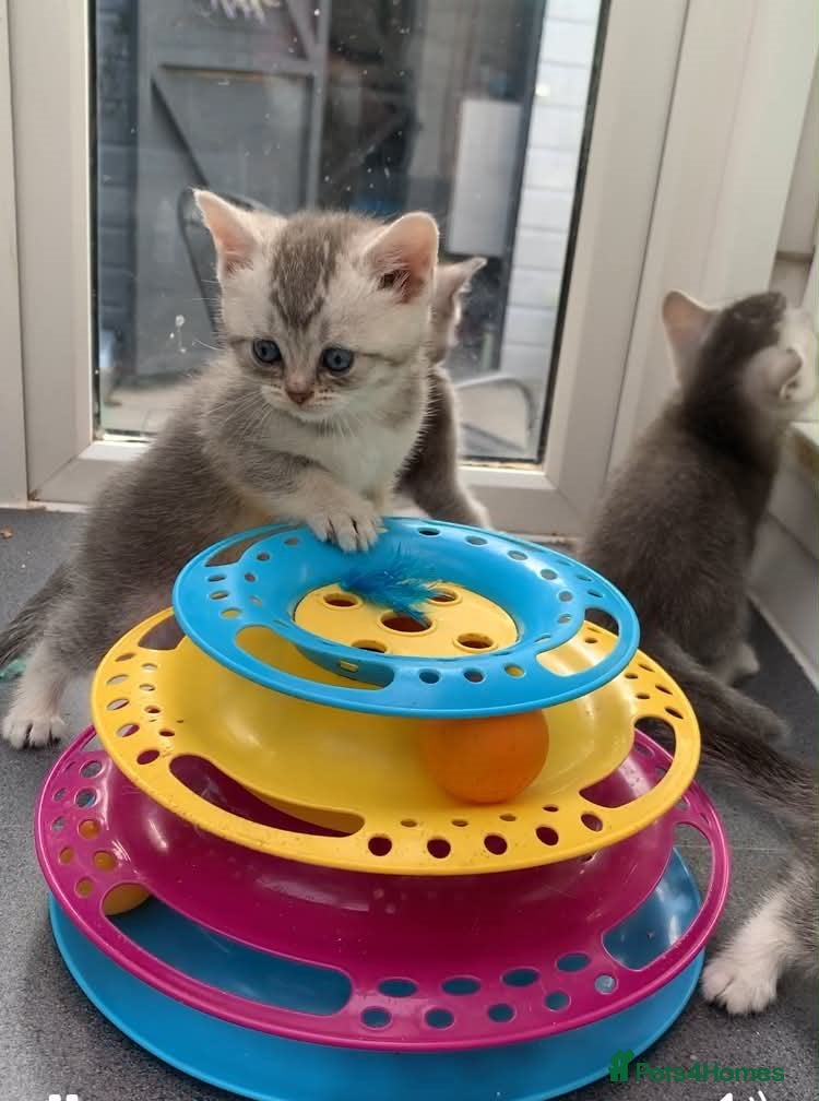 British Shorthair cats BSH Silver and Blue Ticked Shaded - Advert 1