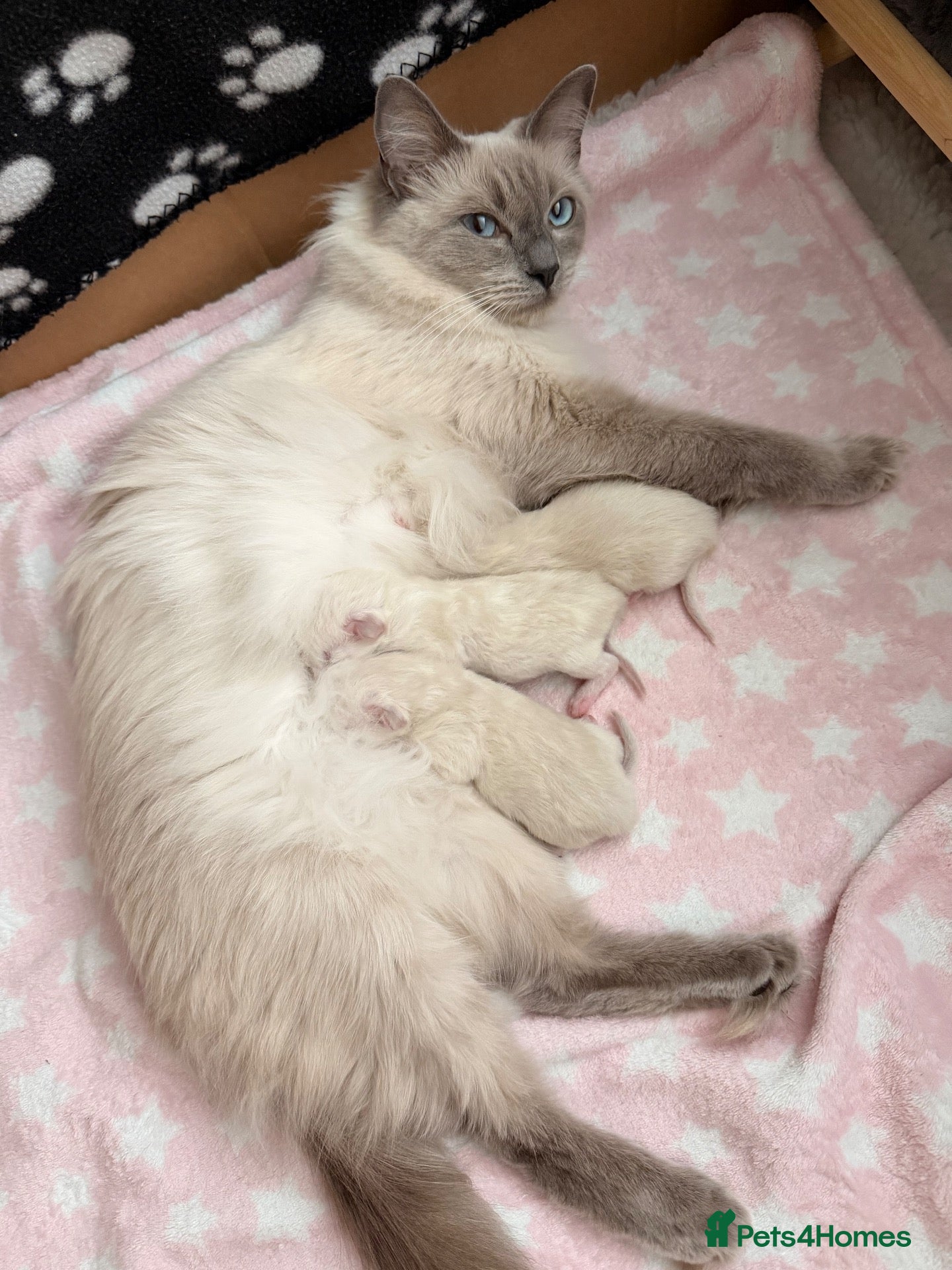 Ragdoll cats 🐾 Purebred Ragdoll Kittens – Available to Reserve - Advert 3