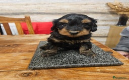 Cockapoo dogs for sale: F2 cockapoo boys 1 left available  - Advert 29