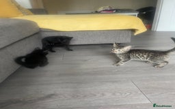Mixed Breed cats for sale: Three mixed breed kittens - Image 6