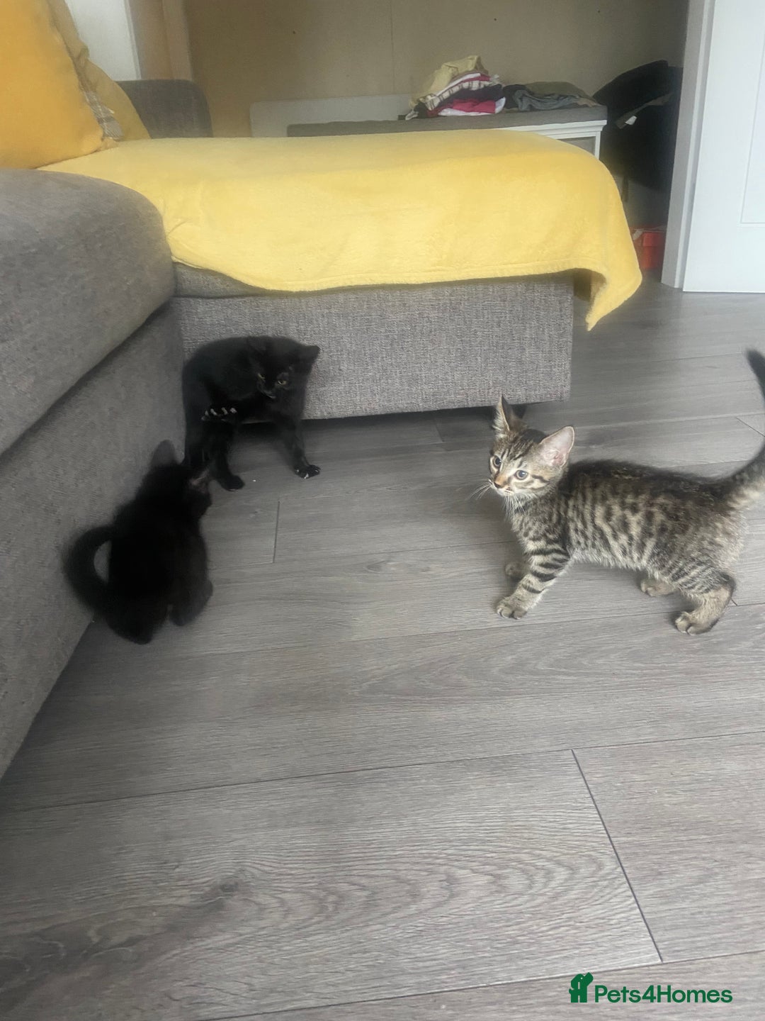 Mixed Breed cats for sale: Three mixed breed kittens - Image 6