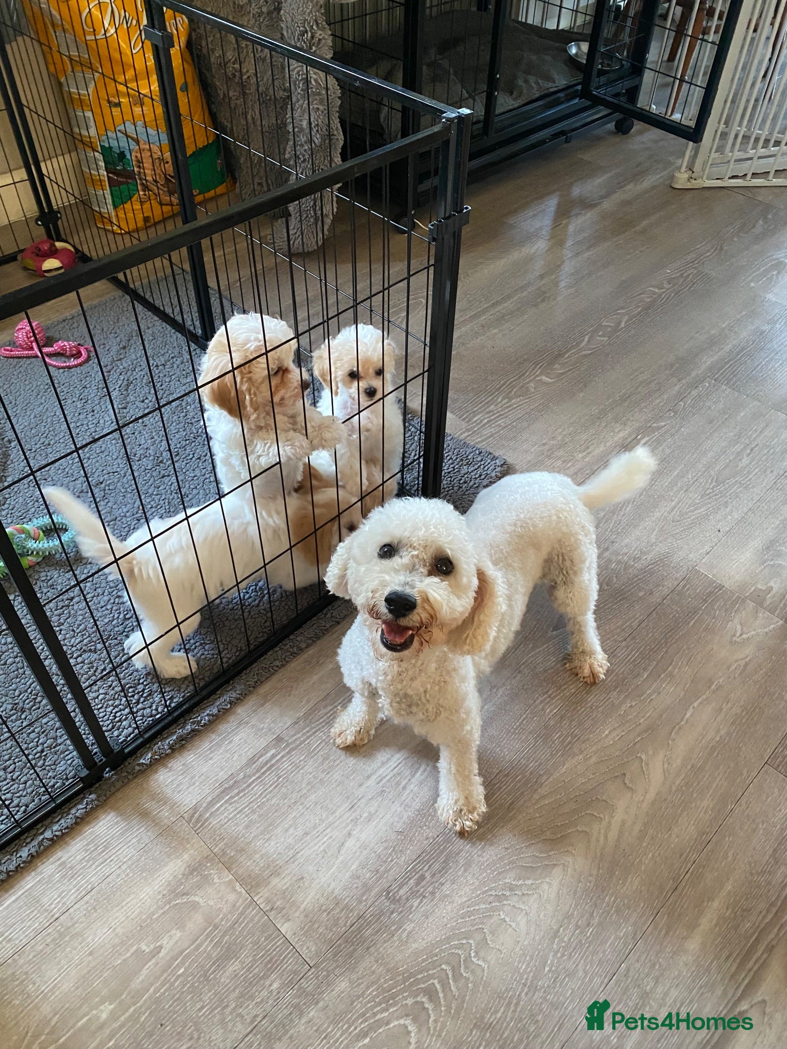 Cavapoochon dogs Cavapoochon puppies with 5 weeks free insurance   - Advert 1