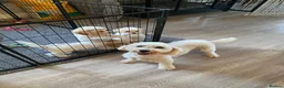 Cavapoochon dogs for sale: Cavapoochon puppies with 5 weeks free insurance   - Advert 2