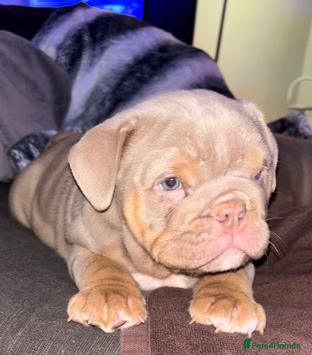 English Bulldog dogs for sale: 2 English bulldog 'lilac' puppies READY 8TH DEC 25 - Advert 29