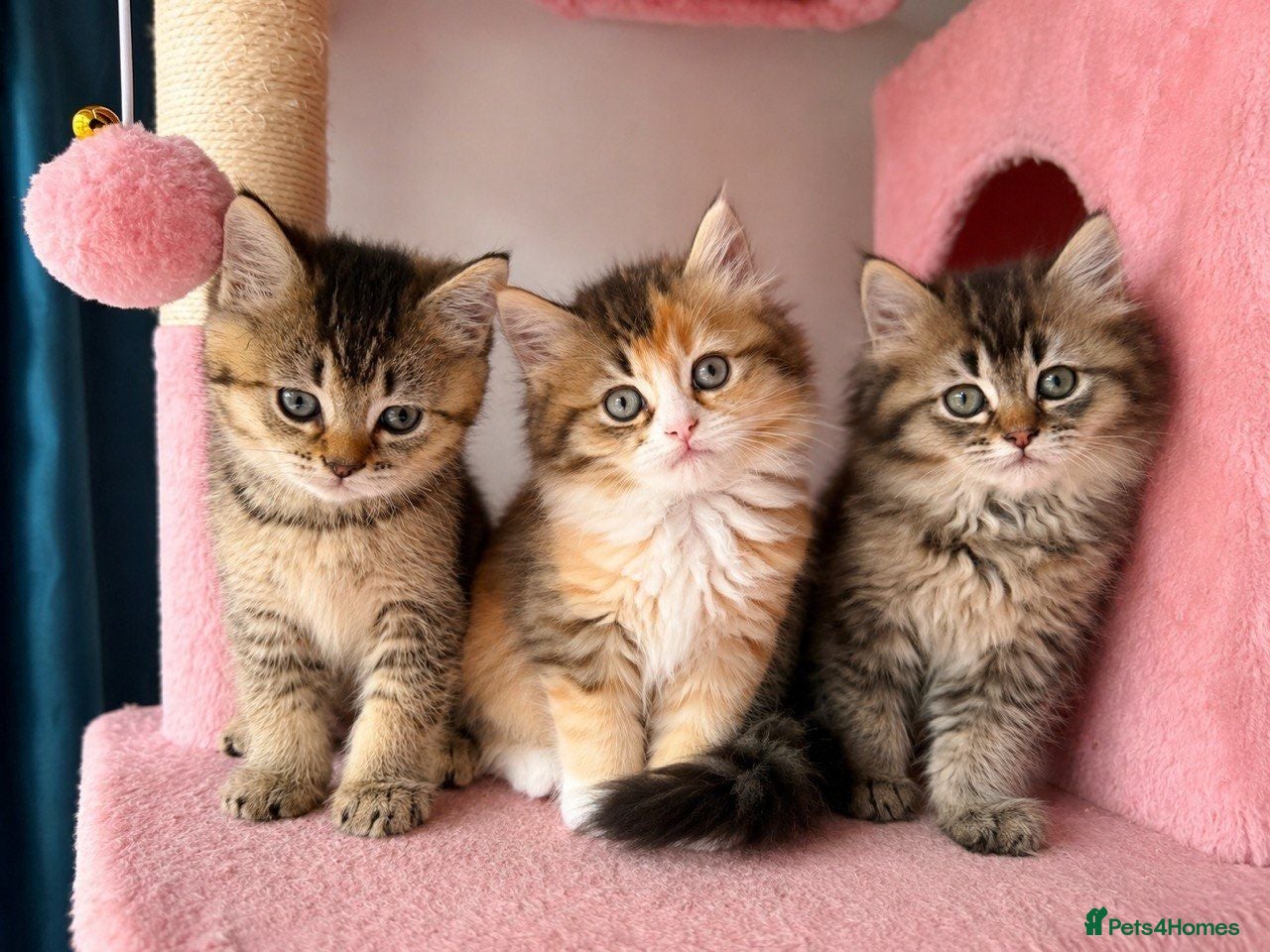 British Longhair cats Beautiful British Longhair & Shorthair  Ready Now - Advert 8