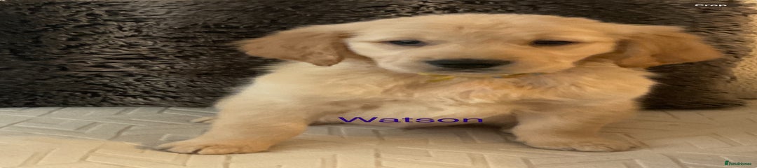 Golden Retriever Puppy 5