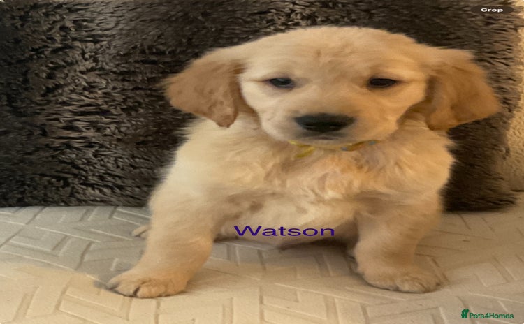 Golden Retriever dogs - Advert 1