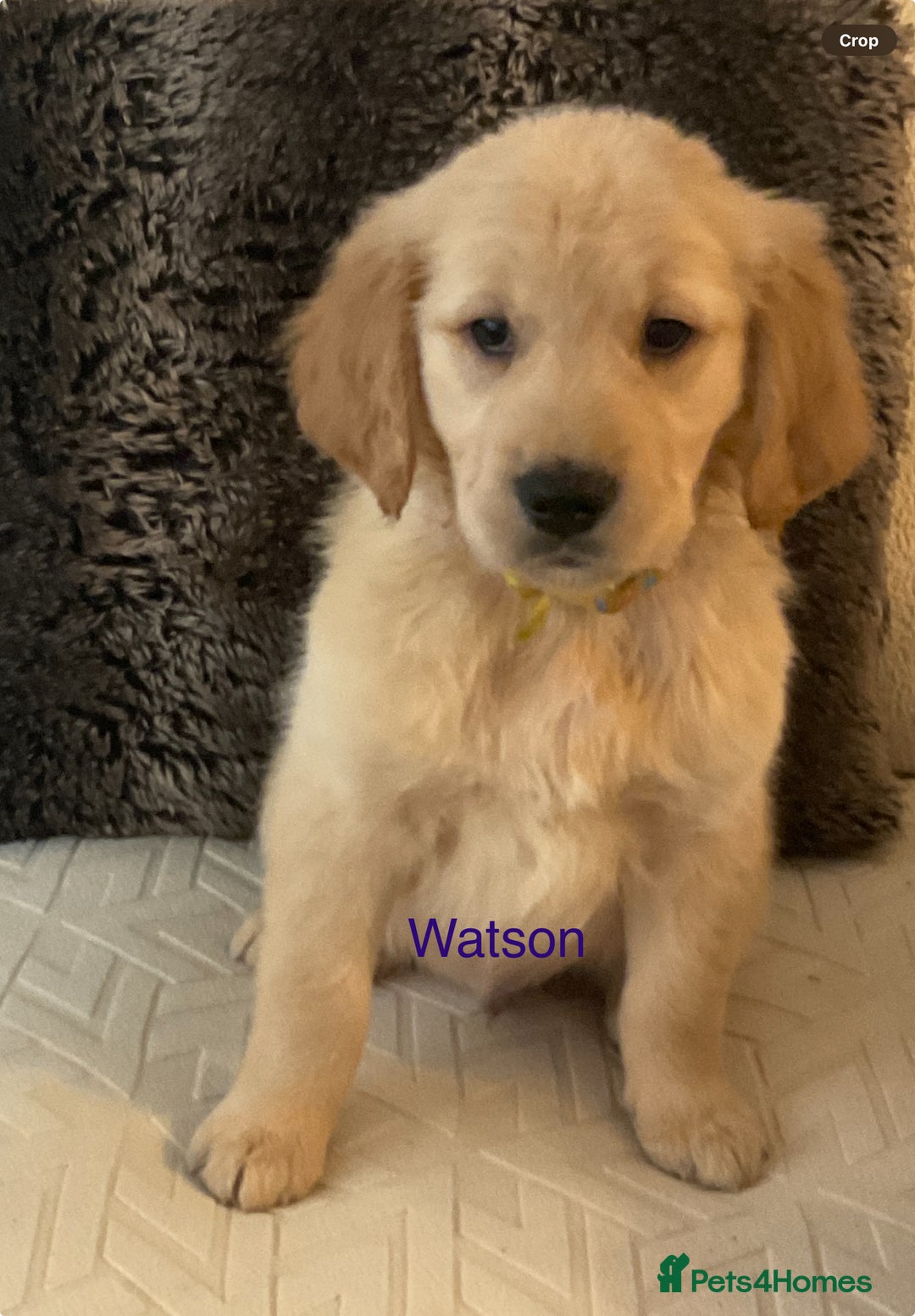 Golden Retriever dogs for sale: Ready Now Golden Retriever Puppies - Image 1