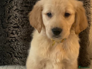 Golden Retriever dogs - Advert 4