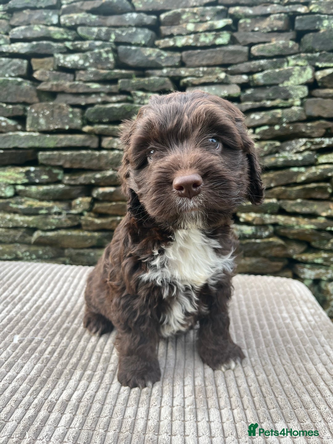Cockapoo dogs for sale: Cockerpoo puppies  - Advert 2