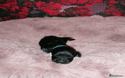 Cavapoo dogs for sale: Exceptional Cavapoo babies  - Image 19