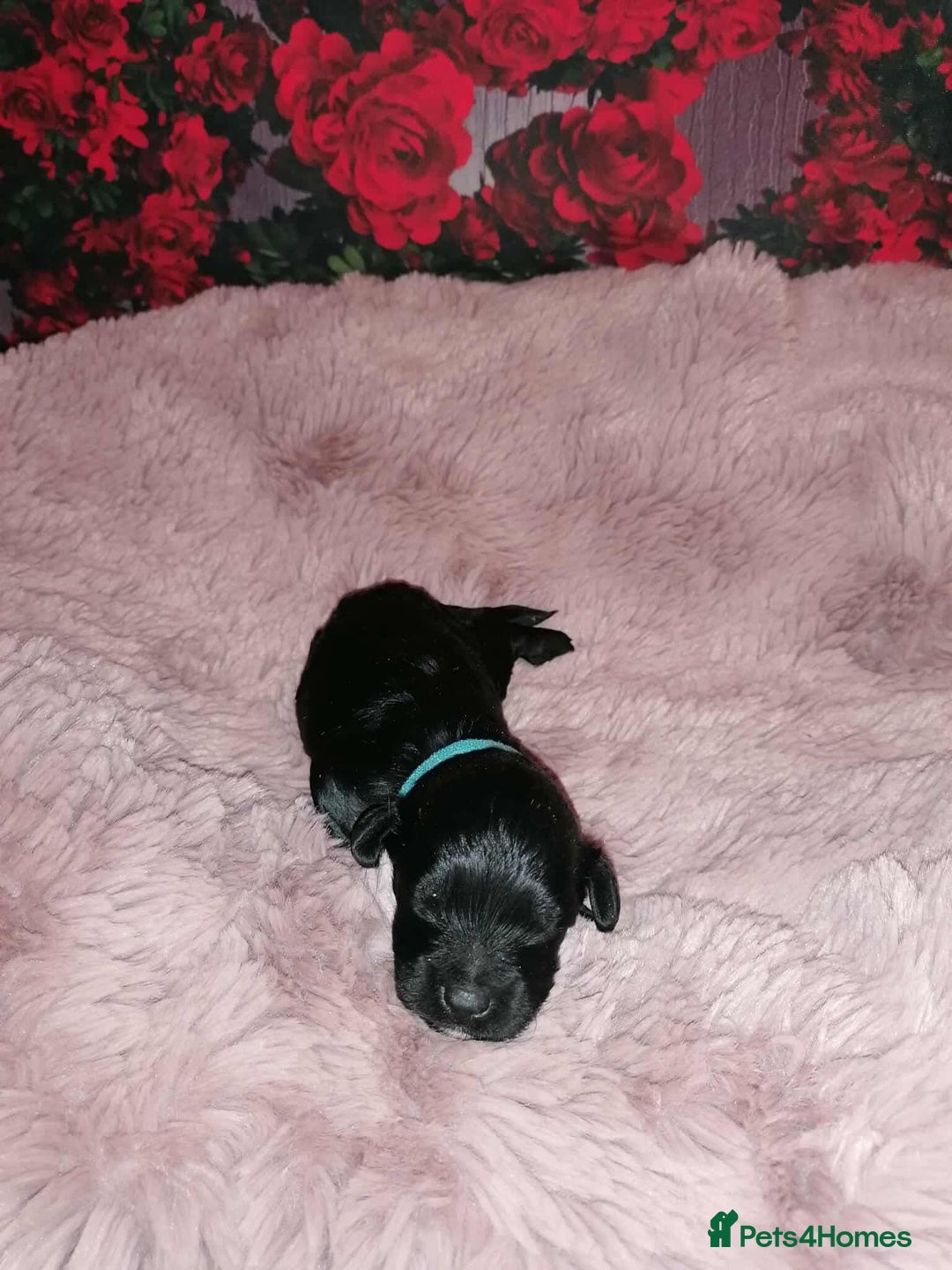 Cavapoo dogs for sale: Exceptional Cavapoo babies  - Image 19