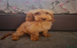 Cockapoo dogs for sale: 6 month boy cockerpoo - Image 1