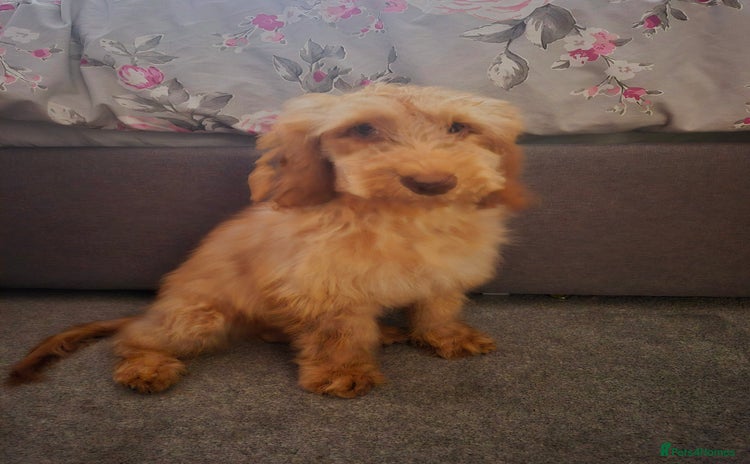 Cockapoo dogs - Advert 2