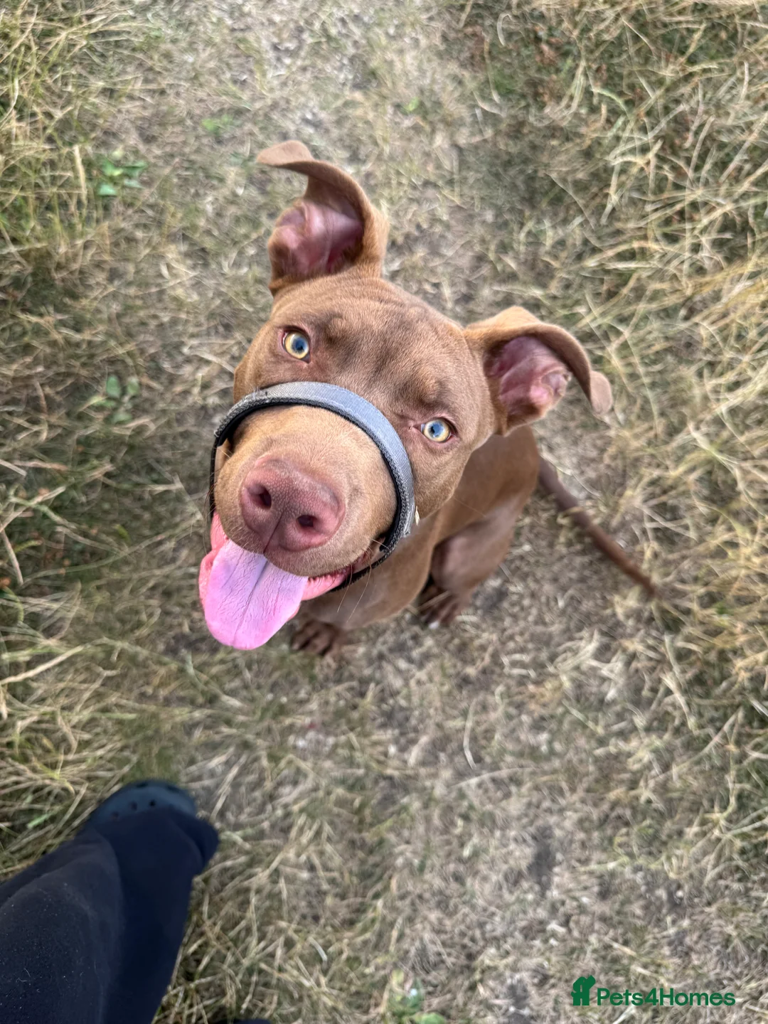 Mixed Breed dogs for sale: Beautiful boy  - Advert 2