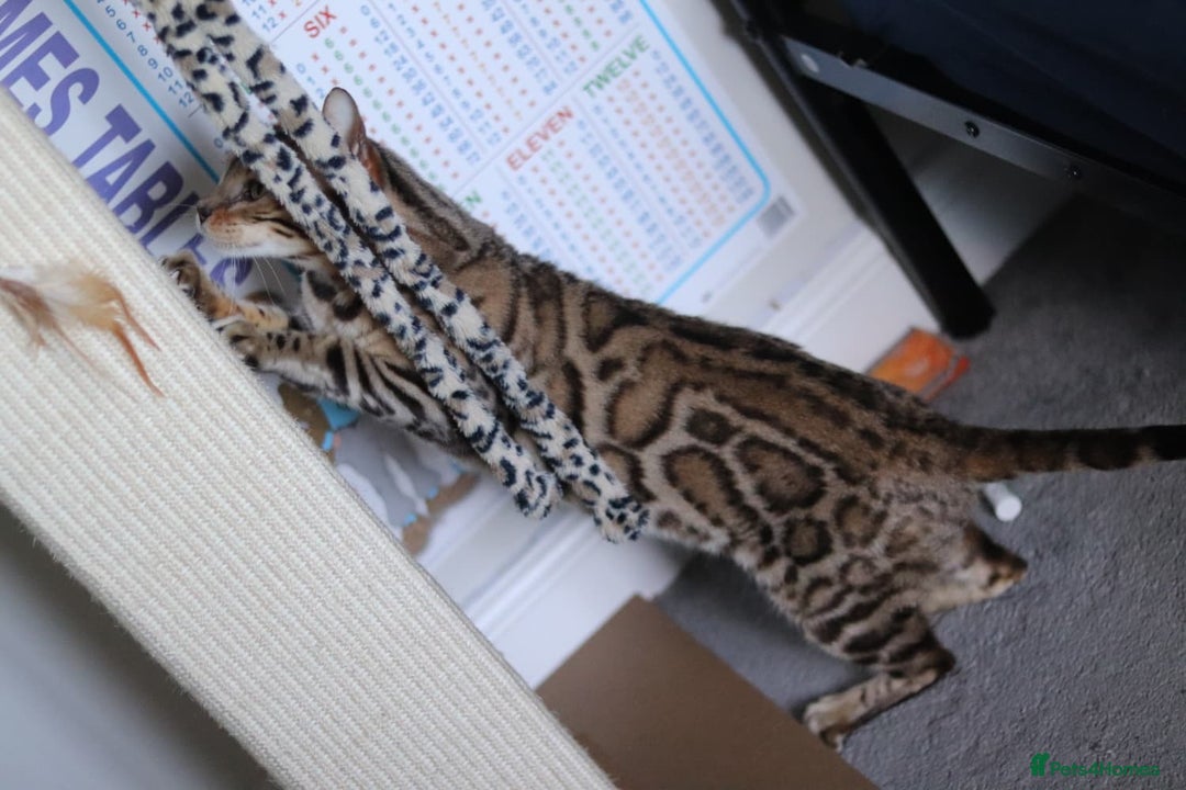 Bengal cats for sale: Imported Seal Sepia Bengal Queen– Proven – Active - Advert 8