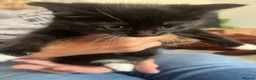 Mixed Breed cats for sale: READY NOW adorable kitten - Advert 4