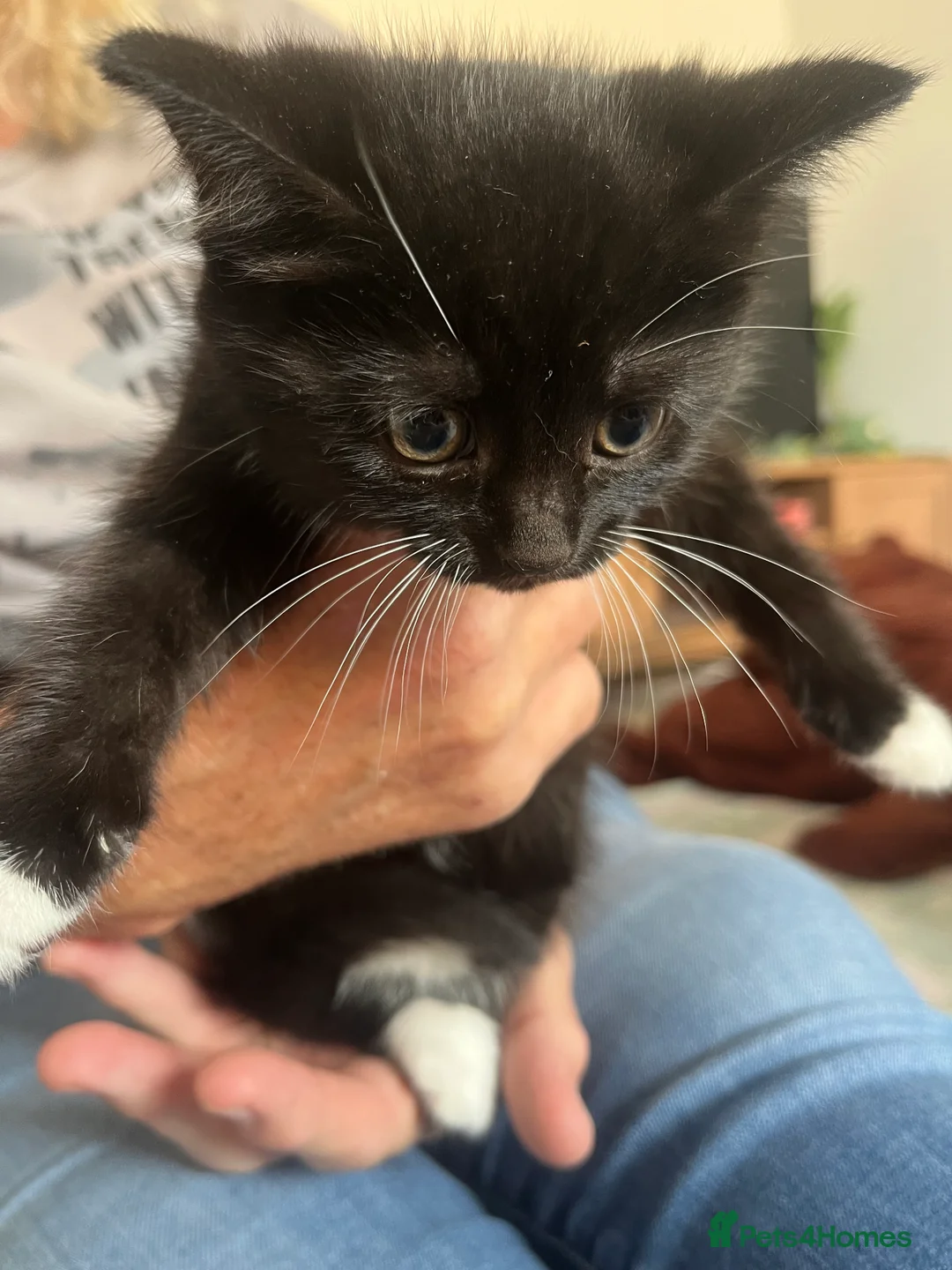 Mixed Breed cats for sale: READY NOW adorable kitten - Advert 4