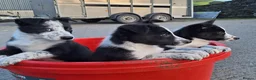 Border Collie dogs for sale: 5 Beautiful Border Collie Puppies - Advert 5