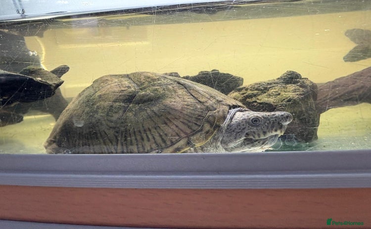 Turtle reptiles - Advert 1