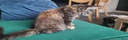 Maine Coon cats for sale: TICA REG. MAINE COON KITTENS  - Advert 14