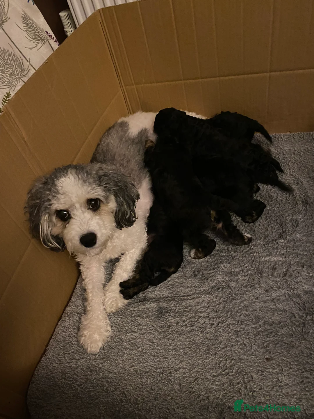 Cavapoochon dogs for sale: Beautiful Rare Phantom Toy Cavapoochon Puppies - Advert 5