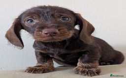 Dachshund dogs for sale: Teckel Pups - Advert 4