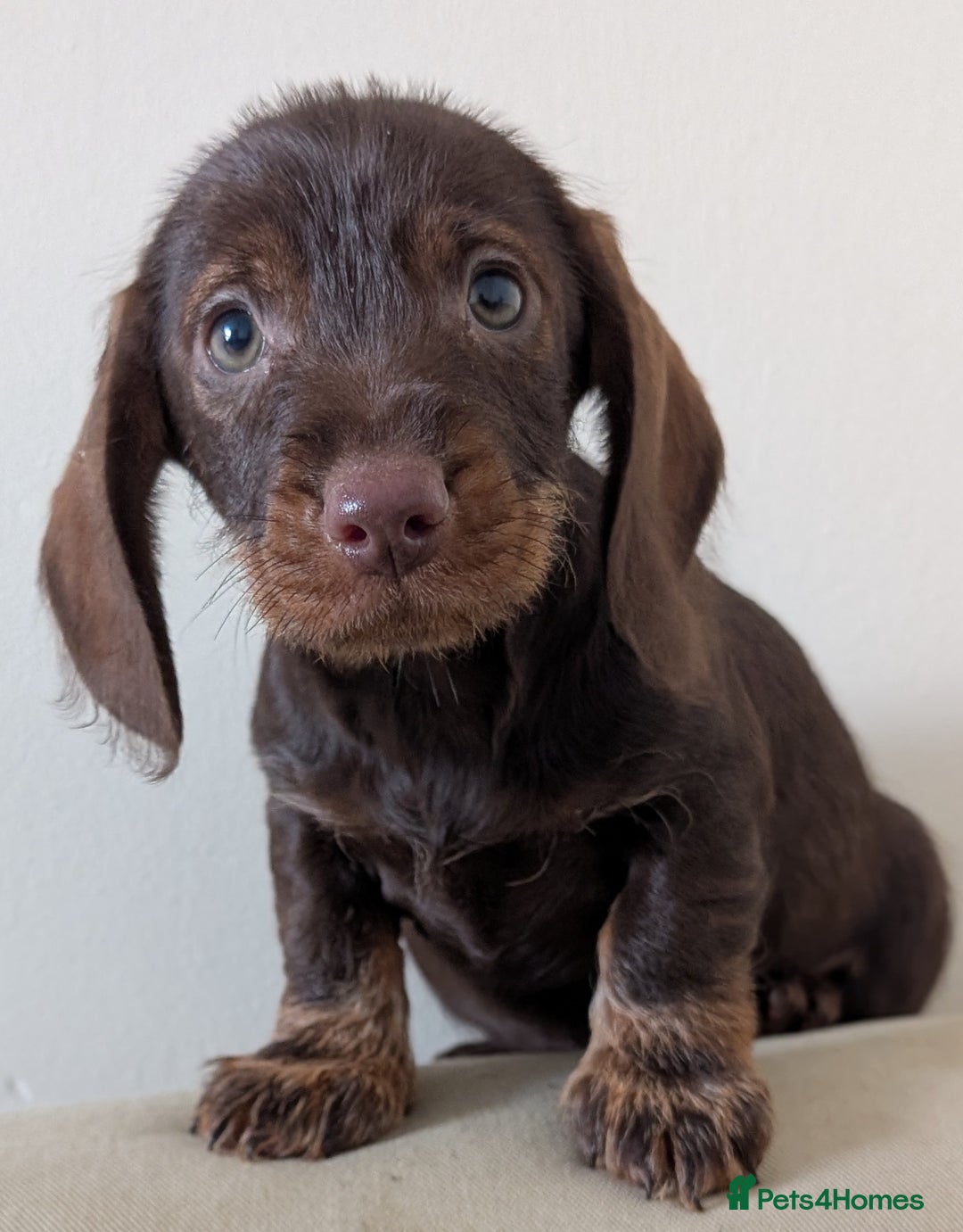 Dachshund dogs for sale: Teckel Pups - Advert 4