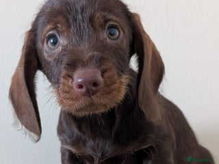 Dachshund dogs Teckel Pups - Advert 2