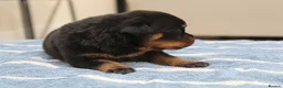 Rottweiler dogs for sale: Exceptional KC Pedigree Rottweilers - Advert 10