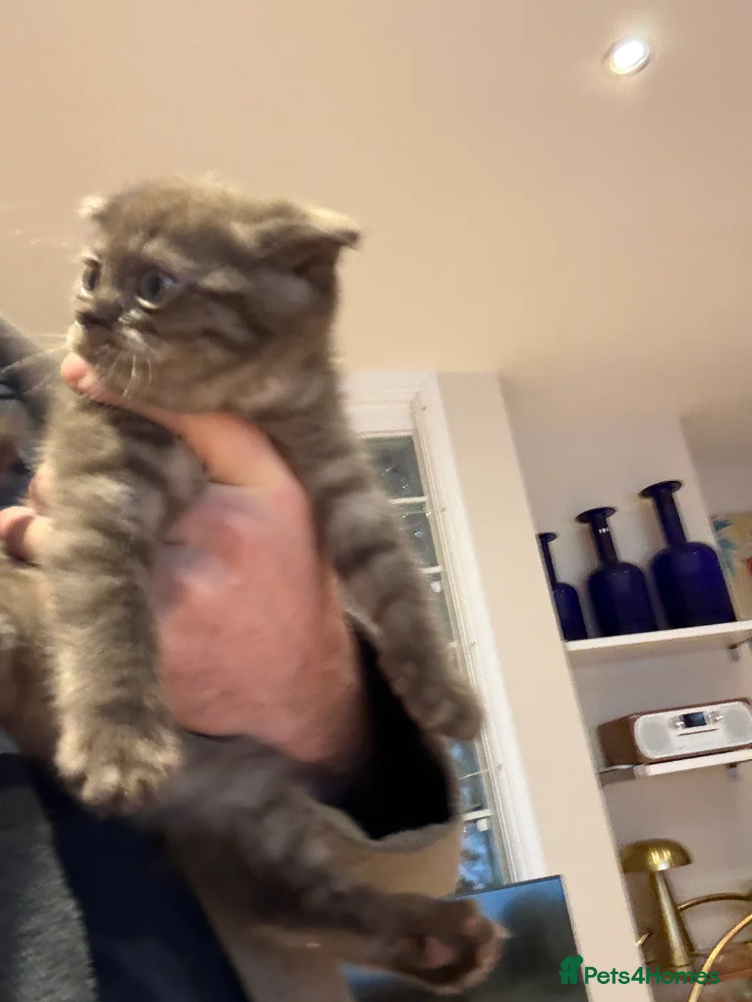 British Shorthair cats for sale: BSH x Fold Show quality choc boy  - Advert 10