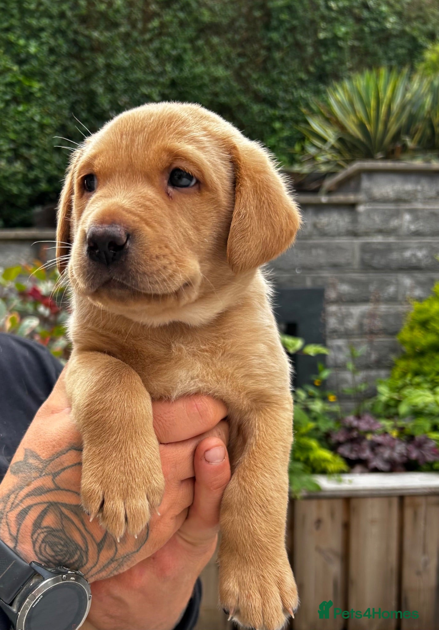 Labrador Retriever dogs KC Registered Red Fox Labrador Puppies - Advert 1