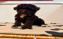 Toy Poodle dogs for sale: Stunning Toy Poodle Puppies For Sale - Advert 4