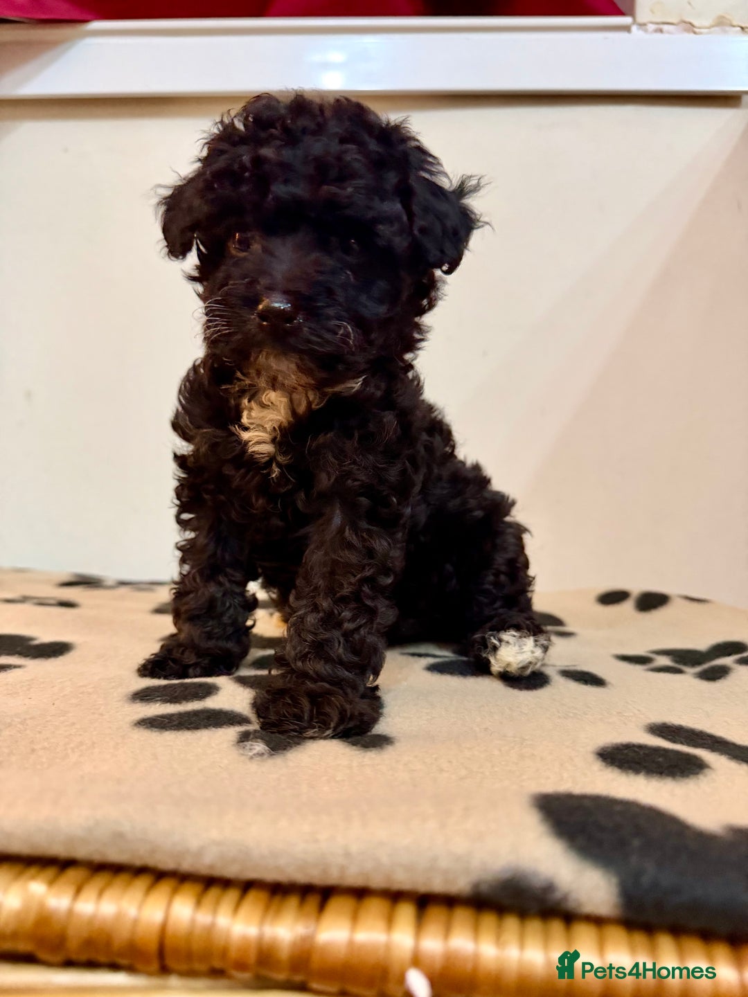 Toy Poodle dogs for sale: Stunning Toy Poodle Puppies For Sale - Advert 4