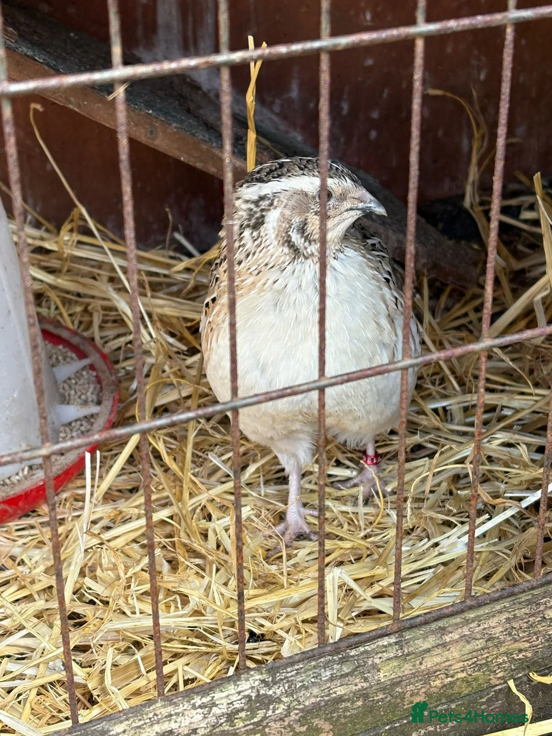 Quail poultry for sale: Coturnix quail - Advert 2