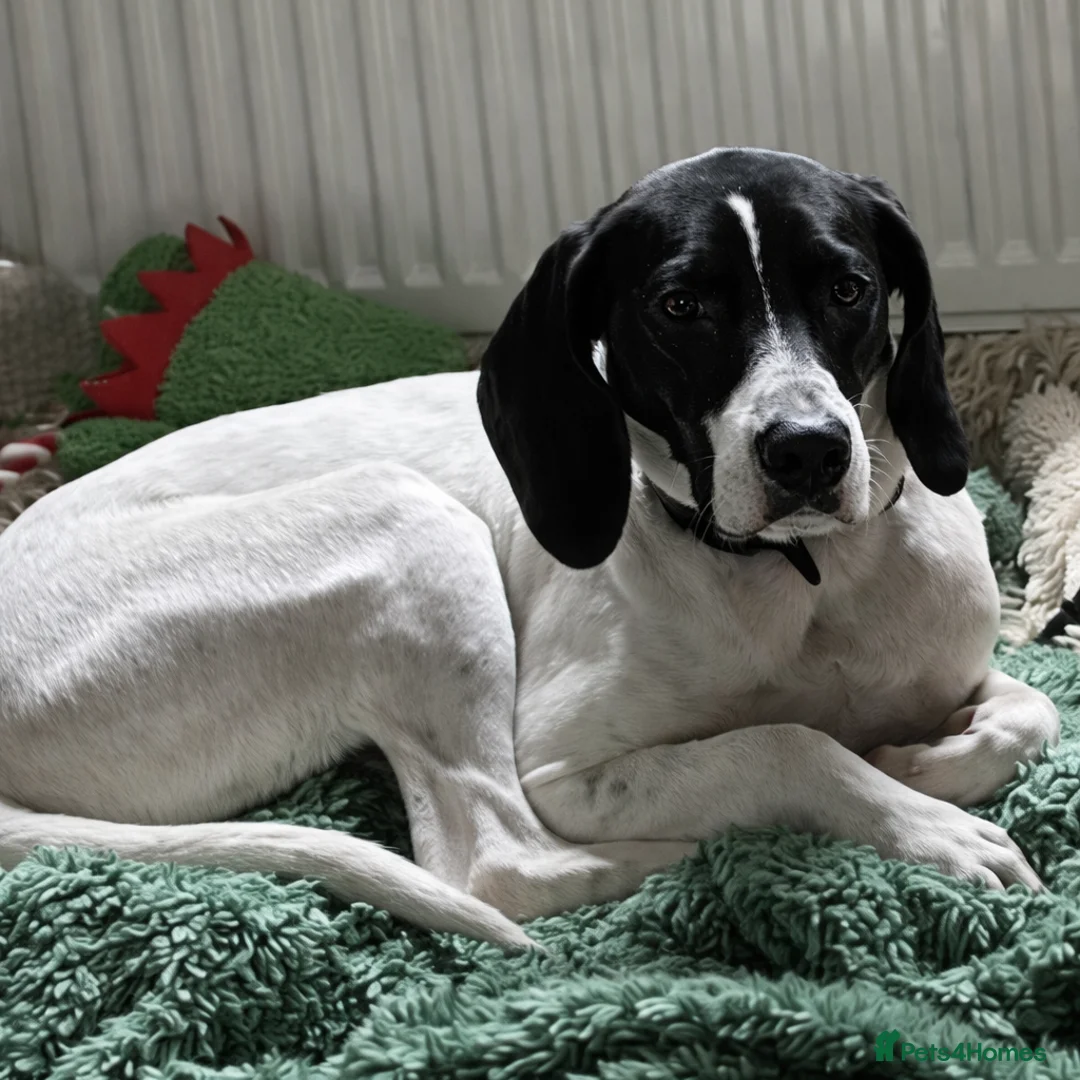 Pointer dogs for adoption: Oliver.From Broken to Brave.Ready for Forever Home - Advert 13
