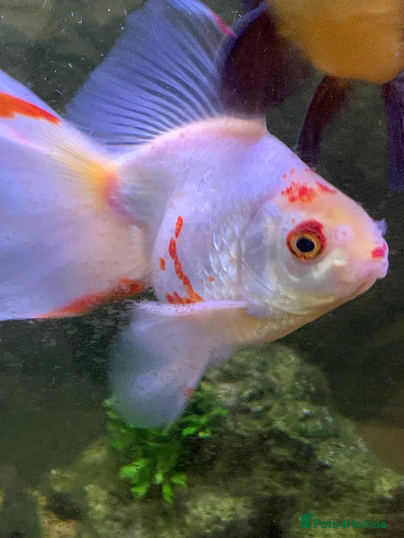 Goldfish fish Xl goldfish  - Advert 1