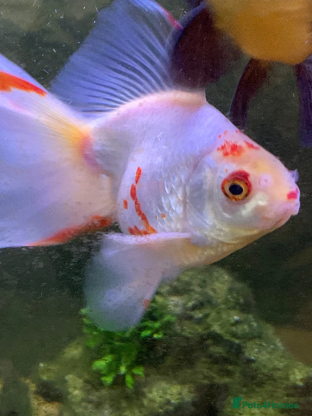 Goldfish fish for sale: Xl goldfish  - Advert 1