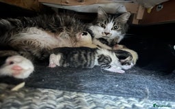 British Shorthair cats for sale: 3 beautiful boys and 1 girl - Image 12