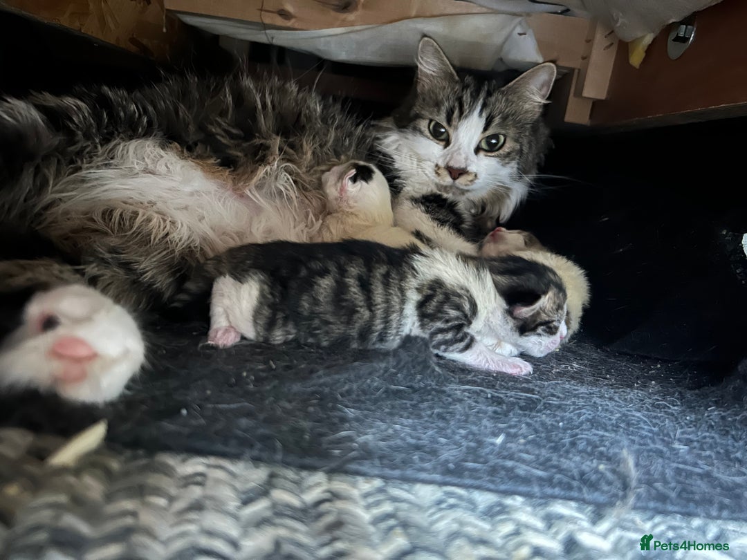 British Shorthair cats for sale: 3 beautiful boys and 1 girl - Image 12