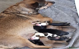Mixed Breed dogs for sale: Jackawawa for sale  - Image 9