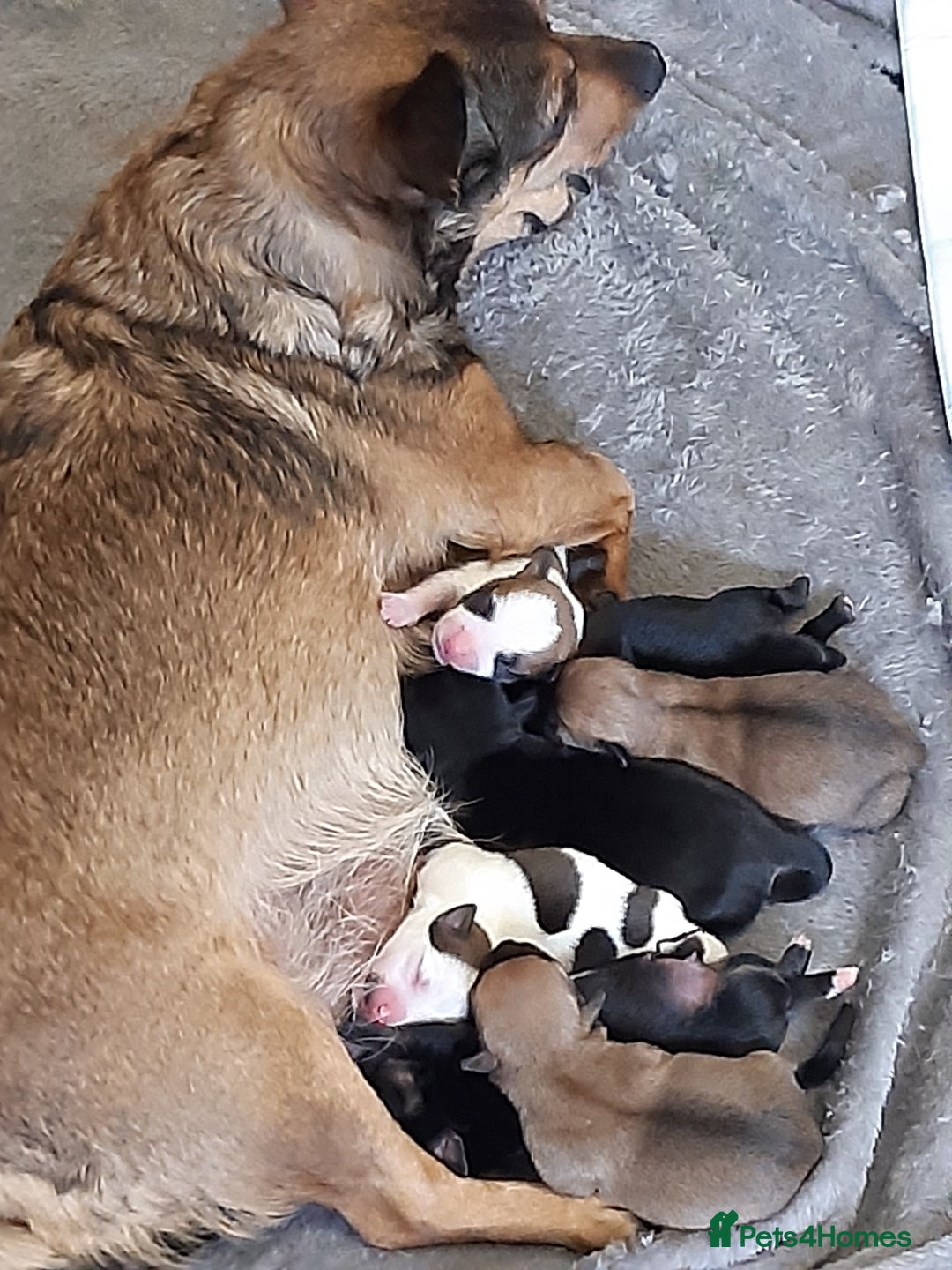 Mixed Breed dogs for sale: Jackawawa for sale  - Image 9