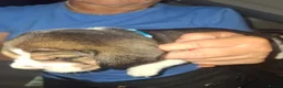 Beagle dogs for sale: Beautiful beagle puppies  - Advert 32